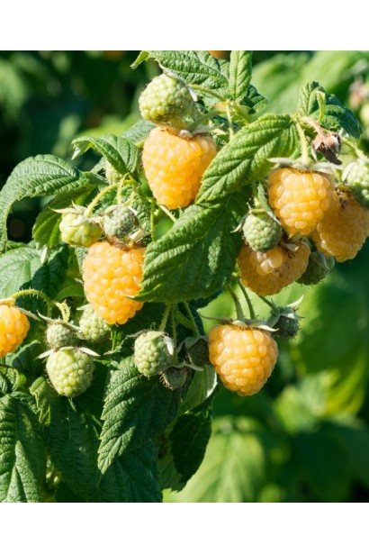 Малина жовта Ярославна - плоди округло-конічної форми